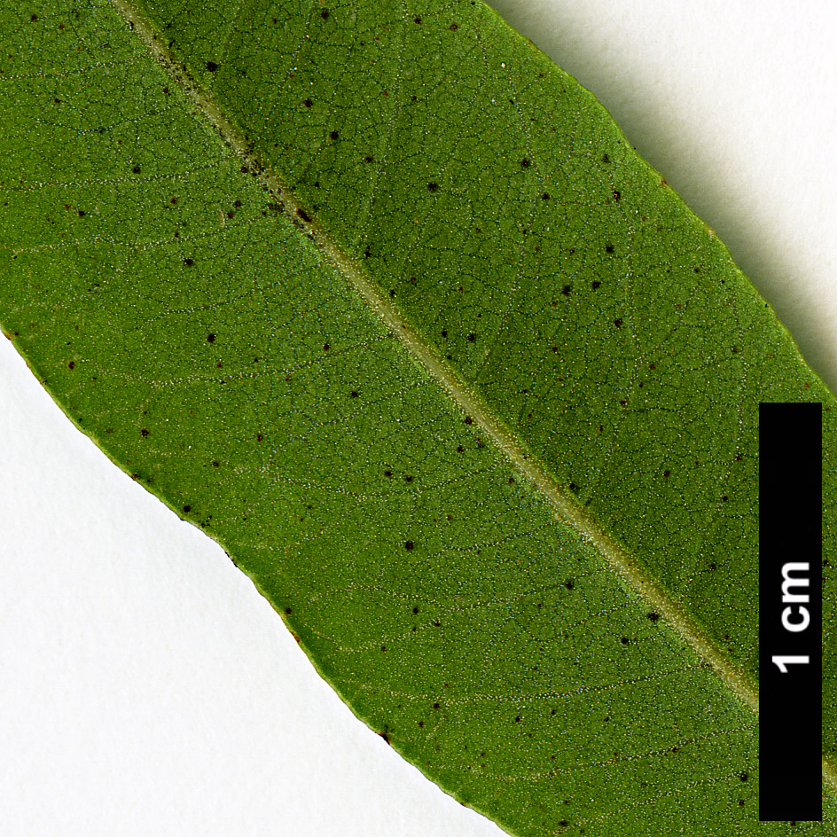 High resolution image: Family: Anacardiaceae - Genus: Rhus - Taxon: lancea